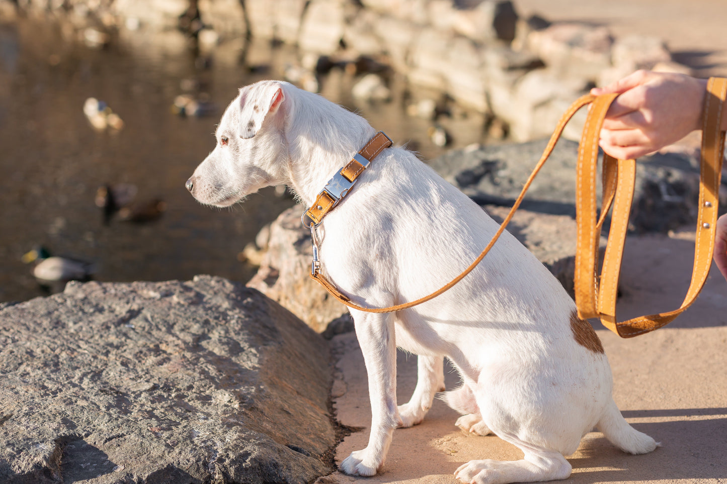 Bestseller Quick-Release Dog Collar – Khaki Full-Grain American Leather with European Steel Buckle, Adjustable Fit for All Breeds