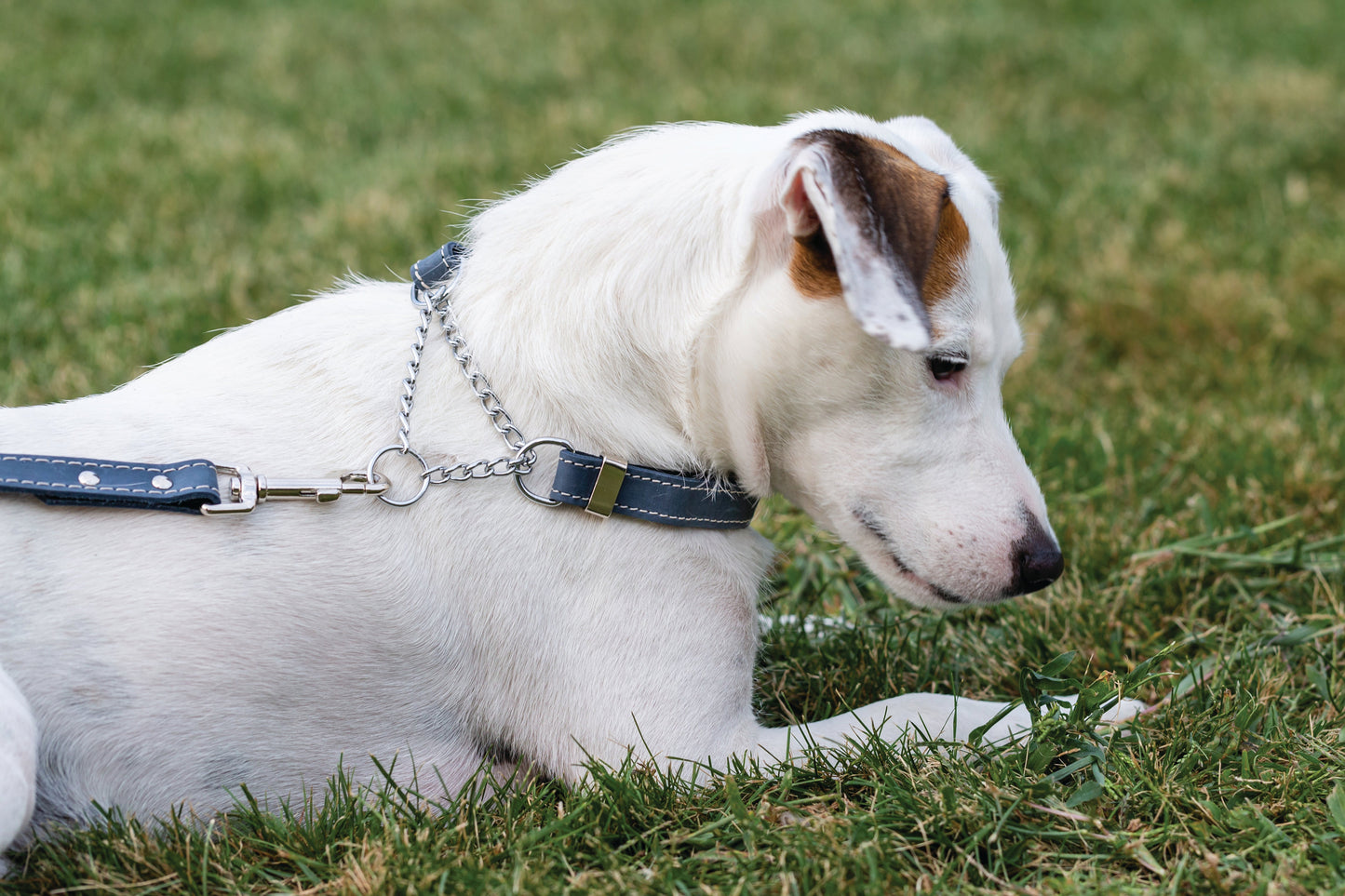 Euro-Dog Martingale Leather Dog Collar – Blue Jeans Full-Grain American Leather with European Steel Hardware, Made in USA