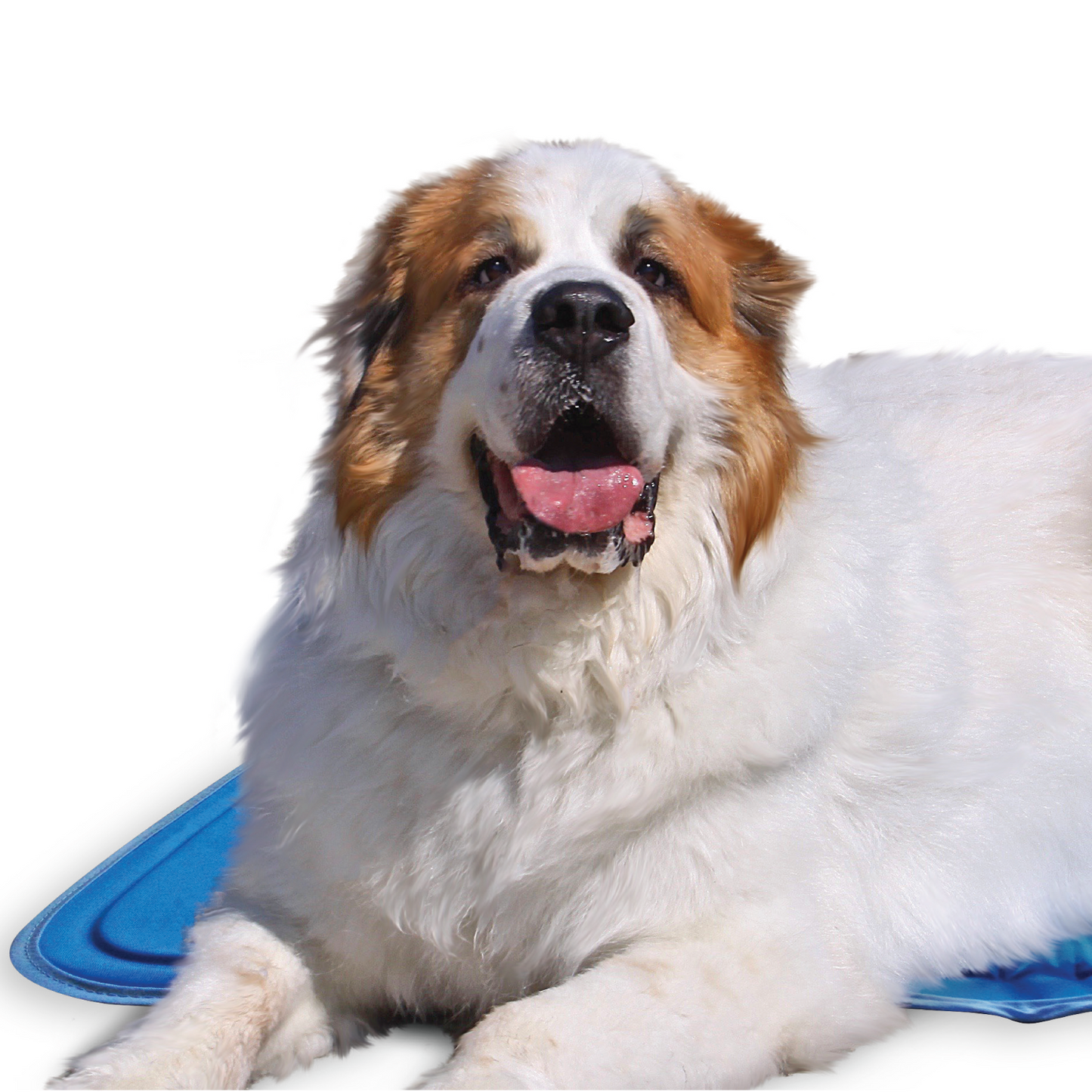Cool Pet Pad-XL-Blue