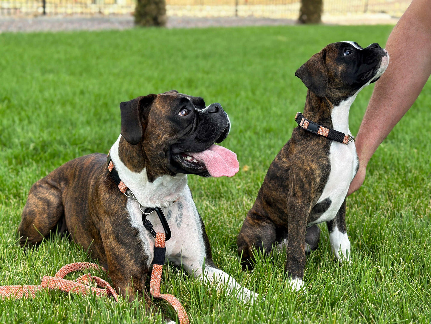 Adventure Style Mountain Sunrise Flat Weave Nylon Climbing Rope Dog Leash – Durable Design with Locking Aluminum Carabiner