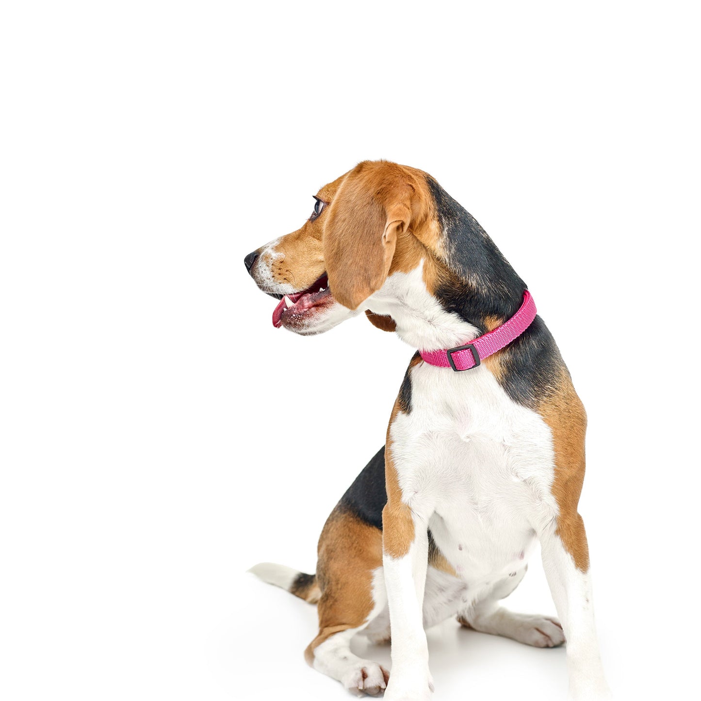 City Dog Collar “Park Ave Pink” – Luxury Dogistry Fabric with Soft Neoprene Padding, Adjustable Fit in 3 Sizes