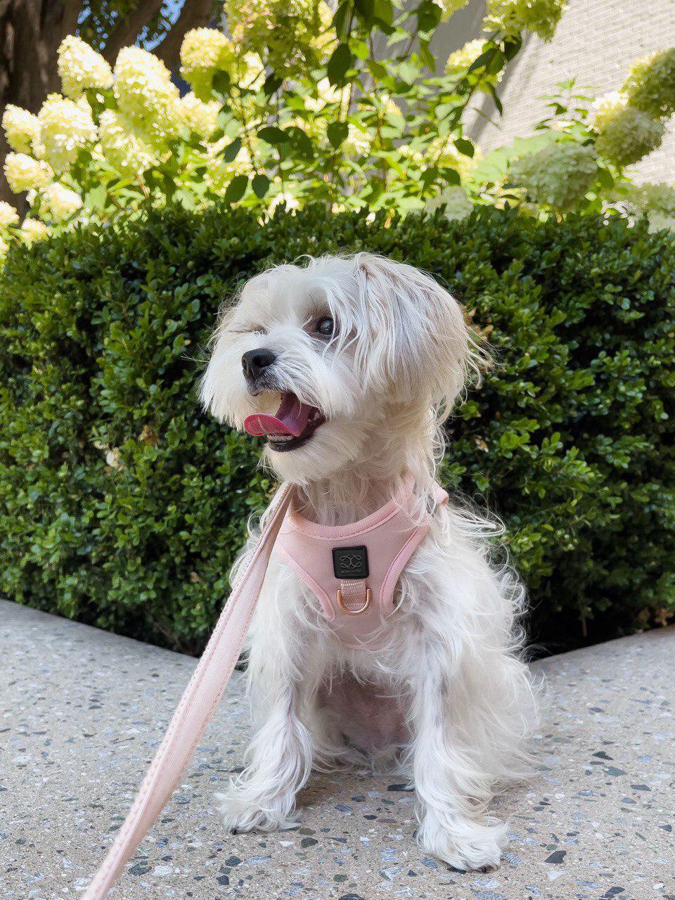 Dogistry City Adjustable-Length Hands-Free Dog Leash – Blush Pink with 2–5 ft Range, Dual Width Options, and Award-Winning Comfort Design