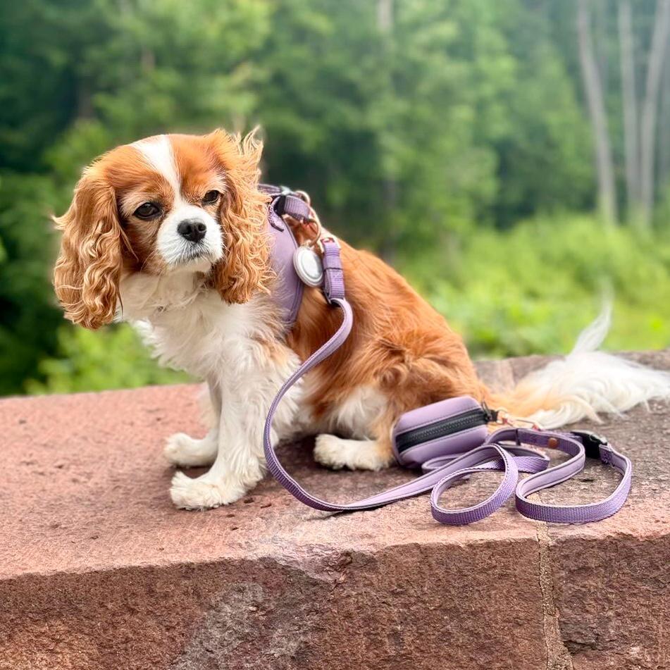 Dogistry City Adjustable-Length Hands-Free Dog Leash – Lilac Gray with 2–5 ft Range, Dual Width Options, and Award-Winning Comfort Design