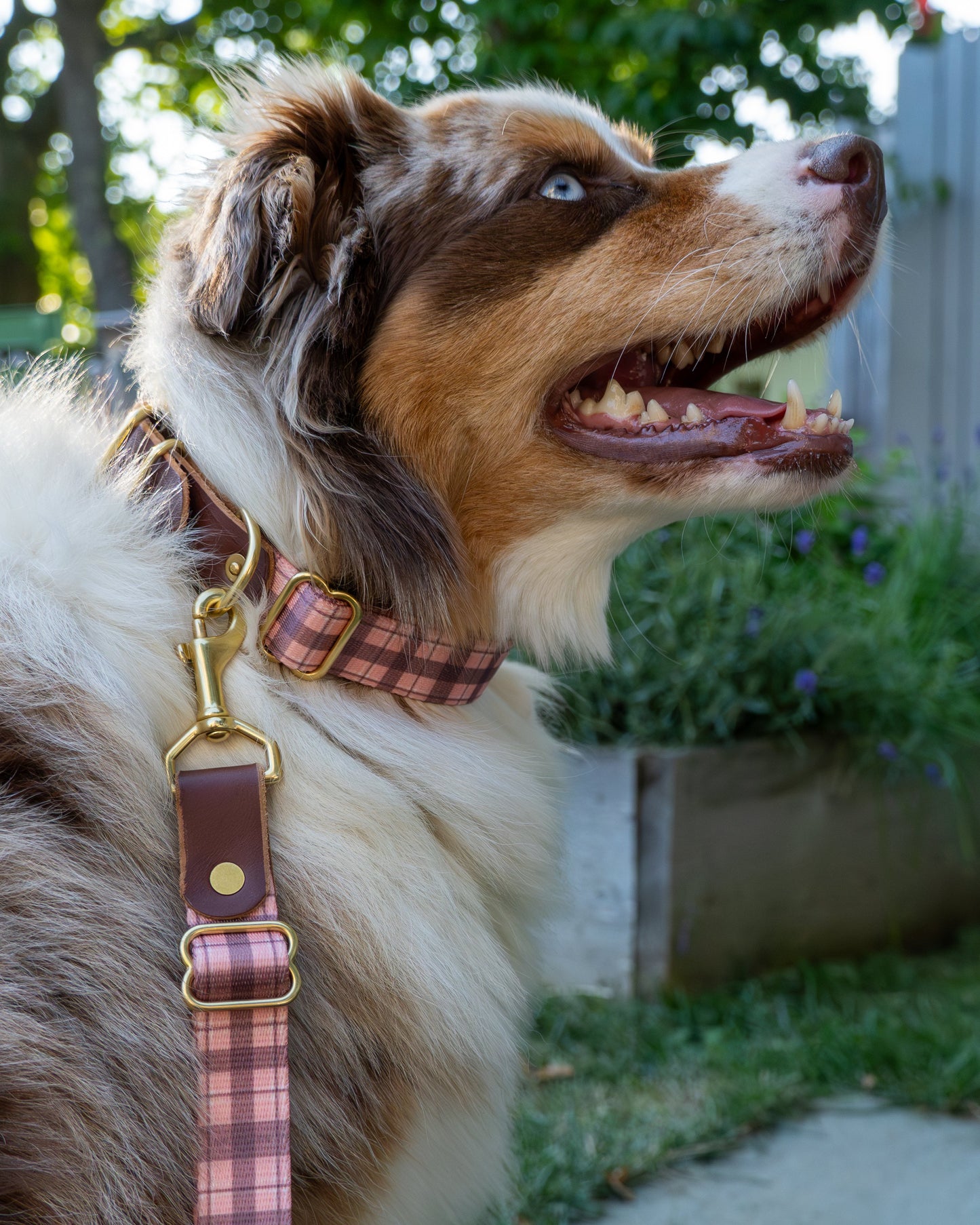 Tartan Dog Collar – Handmade Brass Buckle Plaid Leather Collar
