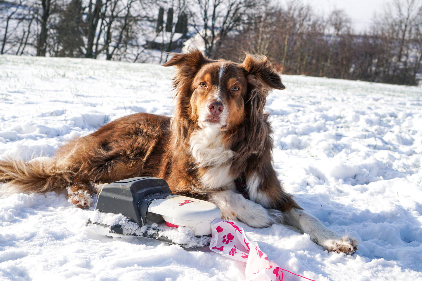 Home Original Lure Course Kit | High-Speed Outdoor Dog Exercise System for Medium Yards
