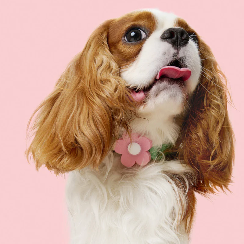 Flora Pet Harness & Backpack 3-in-1 Set by Vetreska – Flower-Shaped Backpack with Matching Collar & Leash (Size L)