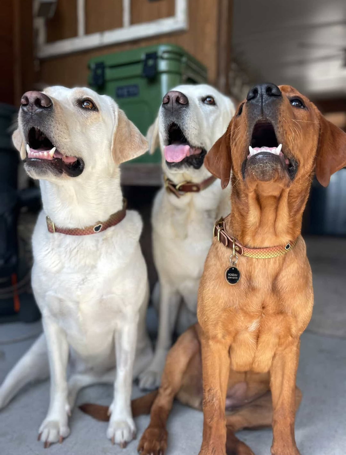 Saltwater Dog Collar – Handmade Waterproof Brass Buckle Beach Collar