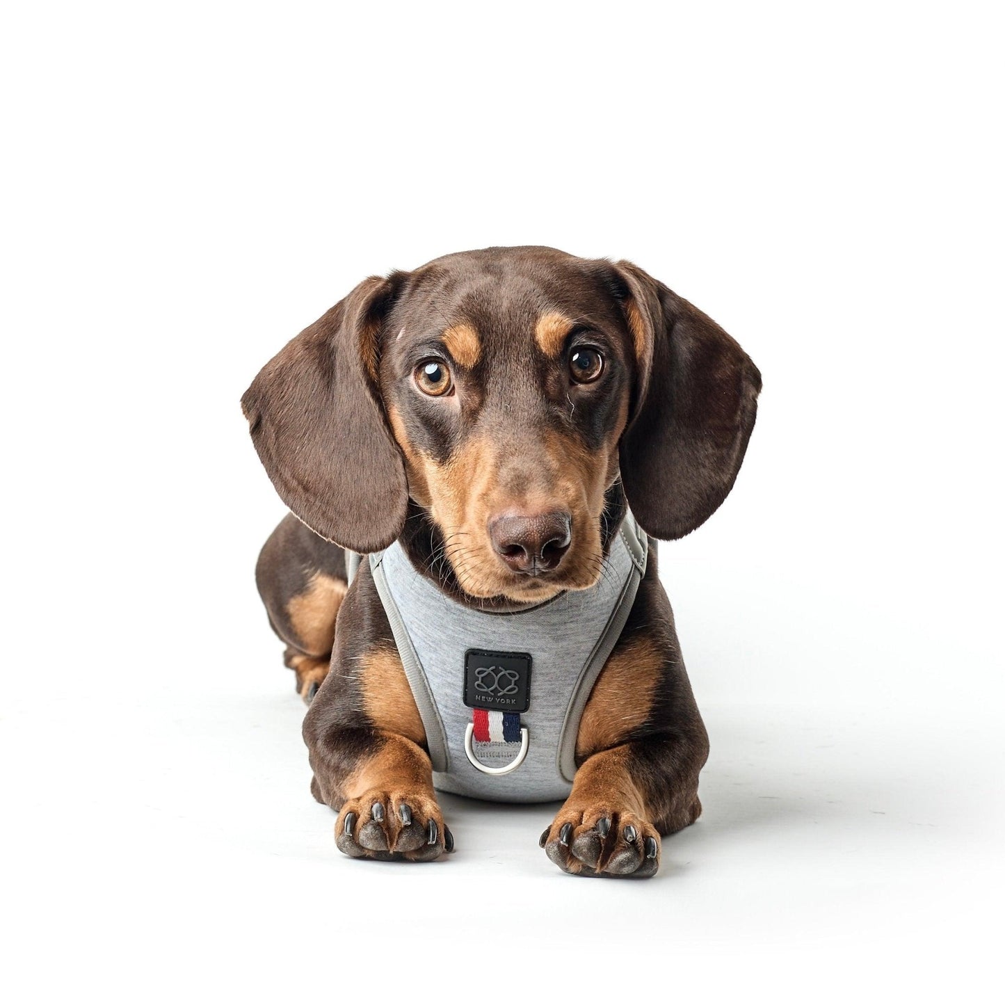 Dogistry SoHo No-Pull Step-In Dog Harness – Champion Gray with Front D-Ring, Adjustable Velcro & Buckle Closures, Escape-Resistant Luxury Design