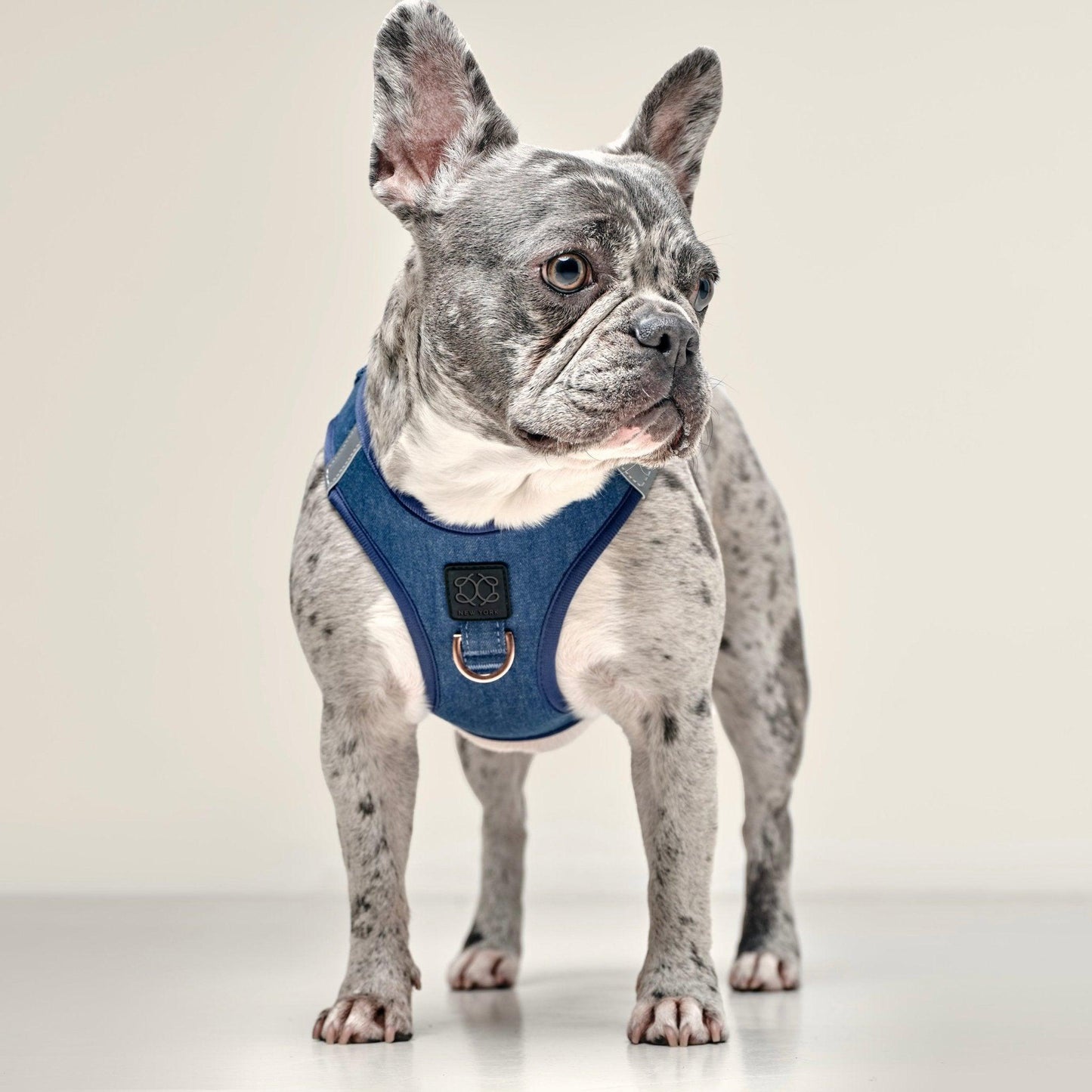 Dogistry SoHo No-Pull Step-In Dog Harness – Denim Blue with Rose Gold Front D-Ring, Adjustable Velcro & Buckle Closures, Escape-Resistant Luxury Design