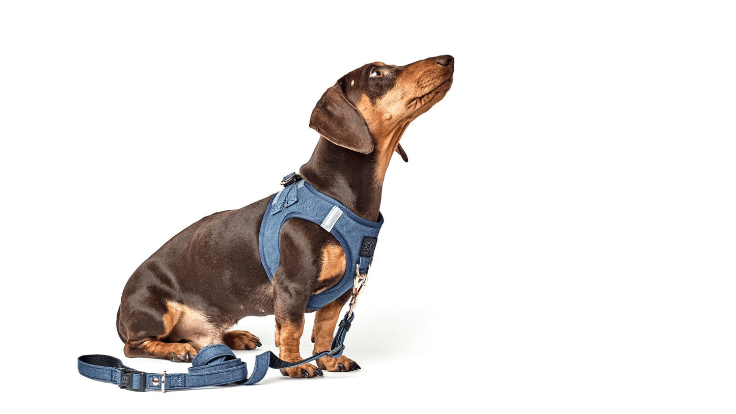 Dogistry SoHo No-Pull Step-In Dog Harness – Denim Blue with Rose Gold Front D-Ring, Adjustable Velcro & Buckle Closures, Escape-Resistant Luxury Design