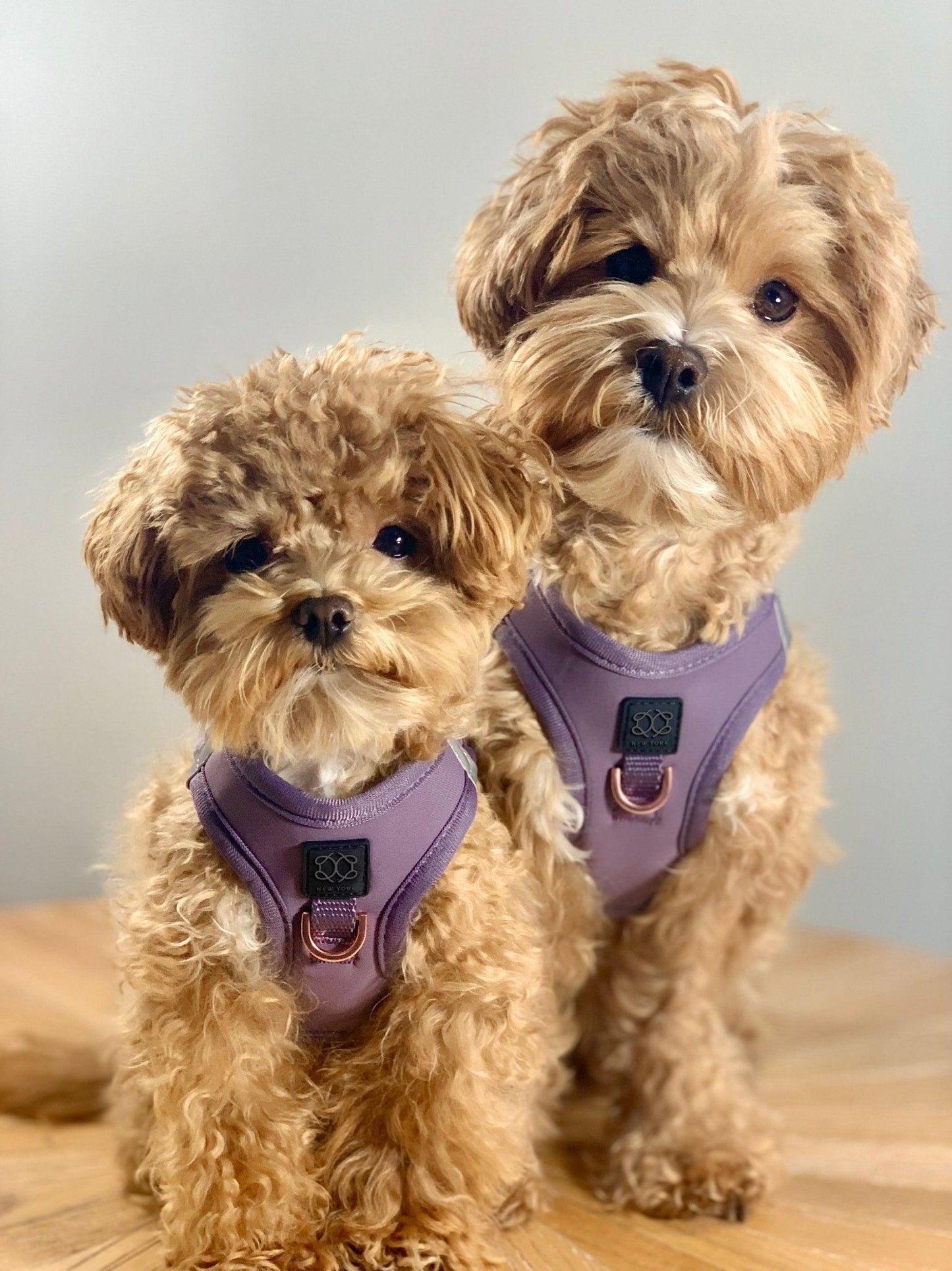Dogistry SoHo No-Pull Step-In Dog Harness – Lilac Gray with Front D-Ring, Adjustable Velcro & Buckle Closures, Escape-Resistant Luxury Design