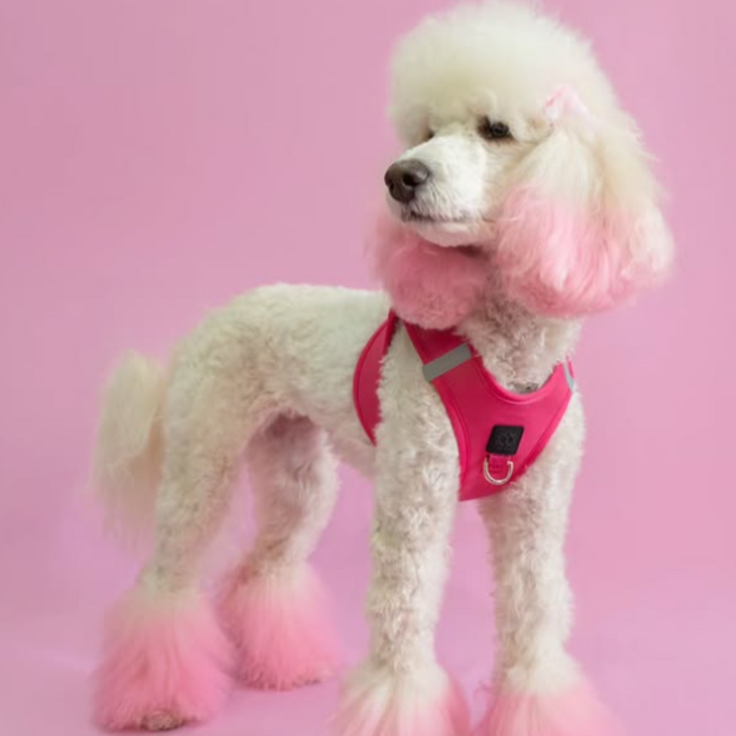 Dogistry SoHo No-Pull Step-In Dog Harness – Park Ave Pink with Front D-Ring, Adjustable Velcro & Buckle Closures, Escape-Resistant Luxury Design