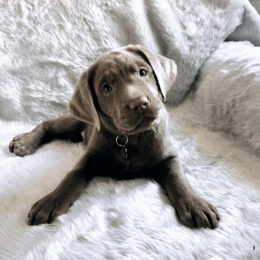 PupProtector™ Cool Comfort Waterproof Throw Blanket - Polar White