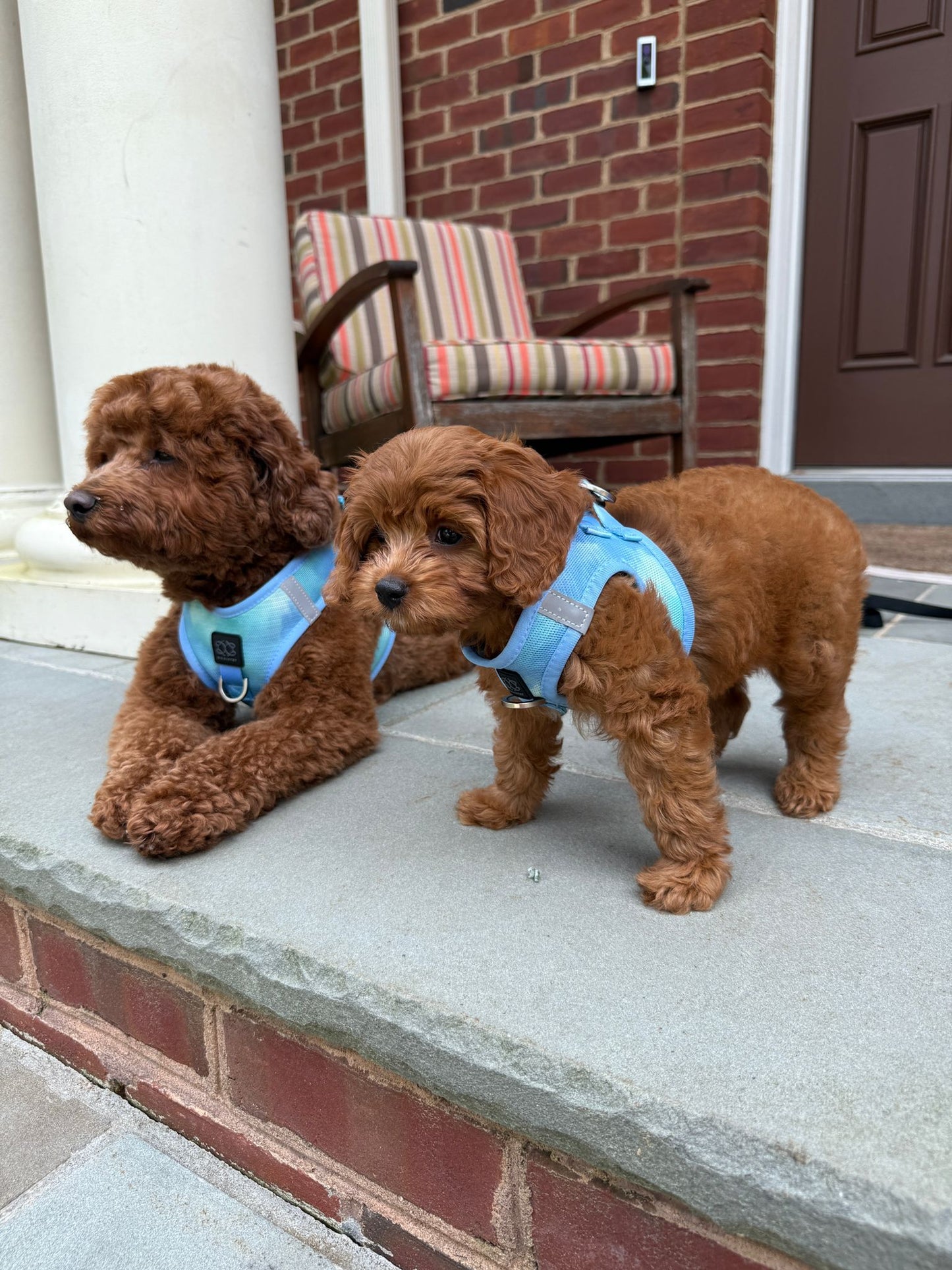 Summer AIR Dog Harness “Ocean” – Ultra-Breathable Cooling Mesh, No-Pull Front D-Ring, Step-In Design & Escape-Resistant Fit