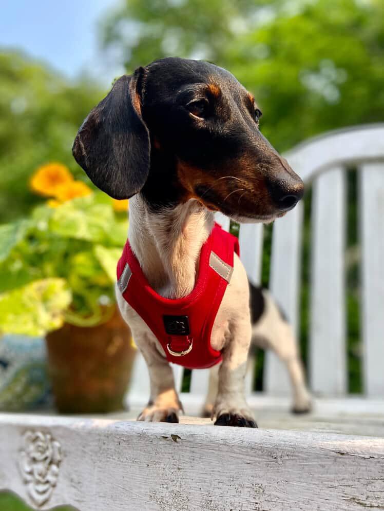 Dogistry SoHo No-Pull Step-In Dog Harness – Iconic Red with Front D-Ring, Adjustable Velcro & Buckle Closures, Escape-Resistant Luxury Design