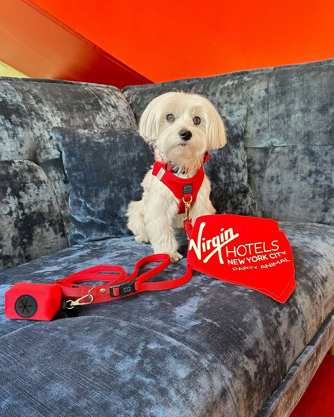 Dogistry City Adjustable-Length Hands-Free Dog Leash – Iconic Red with 2–5 ft Range, Dual Width Options, and Award-Winning Comfort Design