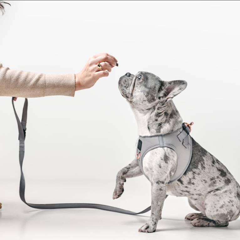 Dogistry City Adjustable-Length Hands-Free Dog Leash – Steel Gray with 2–5 ft Range, Dual Width Options, and Award-Winning Comfort Design