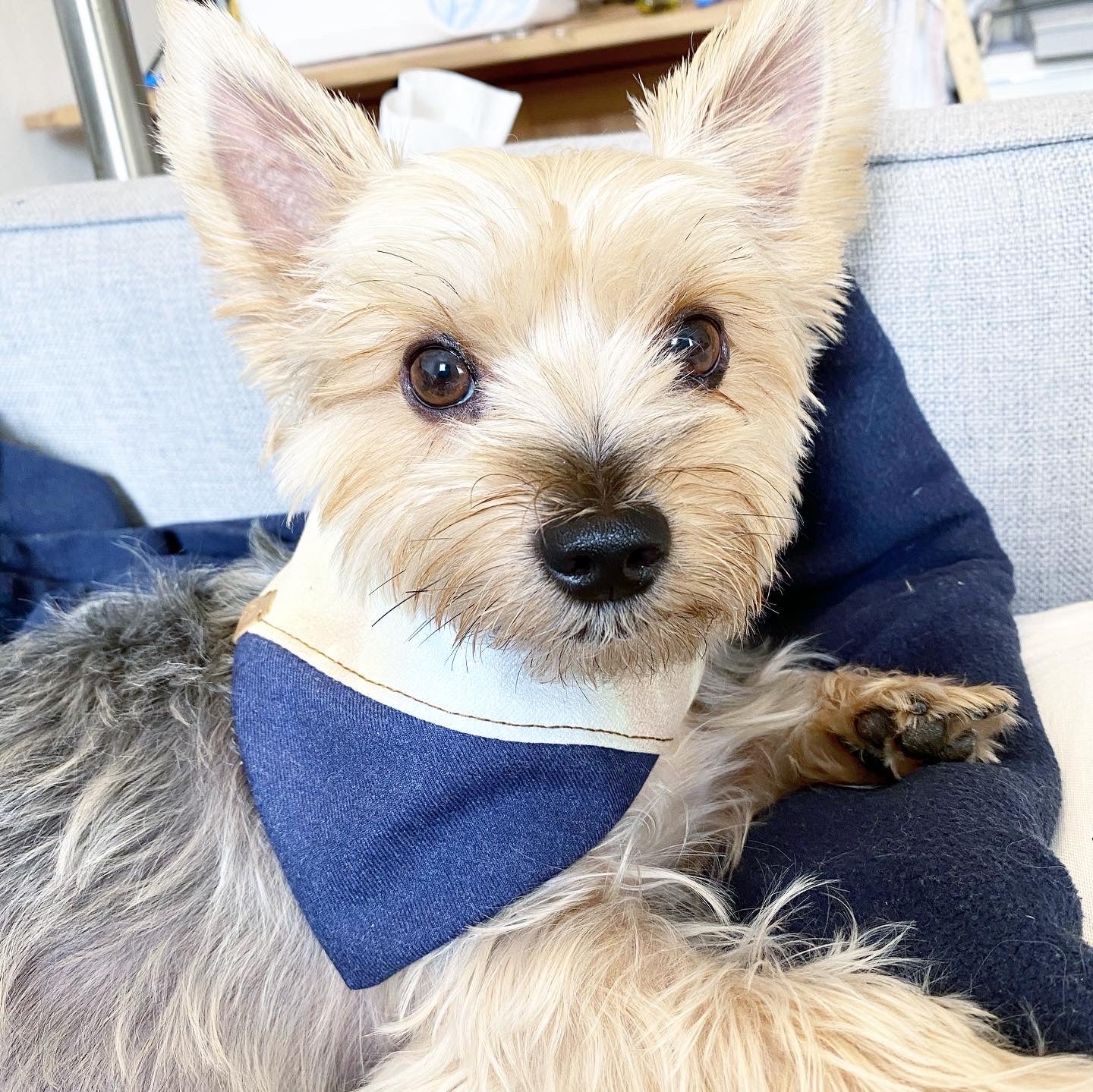 Aspen Reversible Pet Bandana – Premium Cotton Double-Sided Dog & Cat Bandana (XS–L)