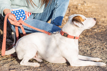 Bestseller Quick-Release Dog Collar – Coral Reef Full-Grain American Leather with European Steel Buckle, Adjustable Fit for All Breeds