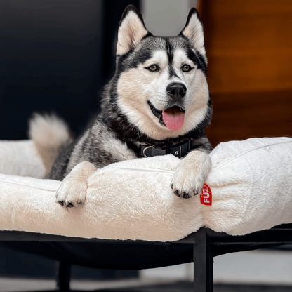 FÜZI Elevated Dog Bed – Luxury Bolster Top & Chew-Proof Metal Platform