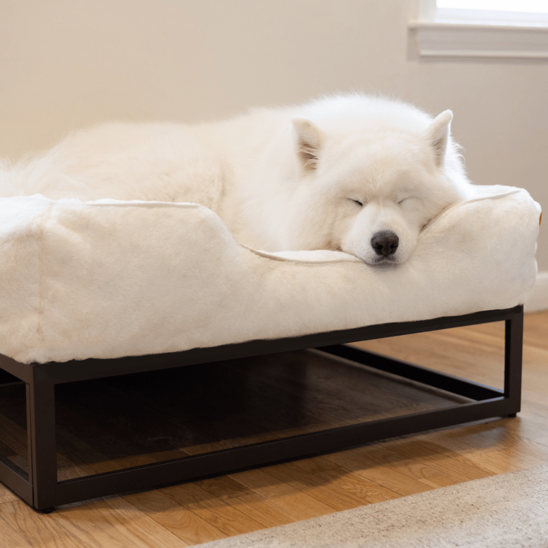 FÜZI Elevated Dog Bed – Soft White Bolster & Dark Brown Metal Base