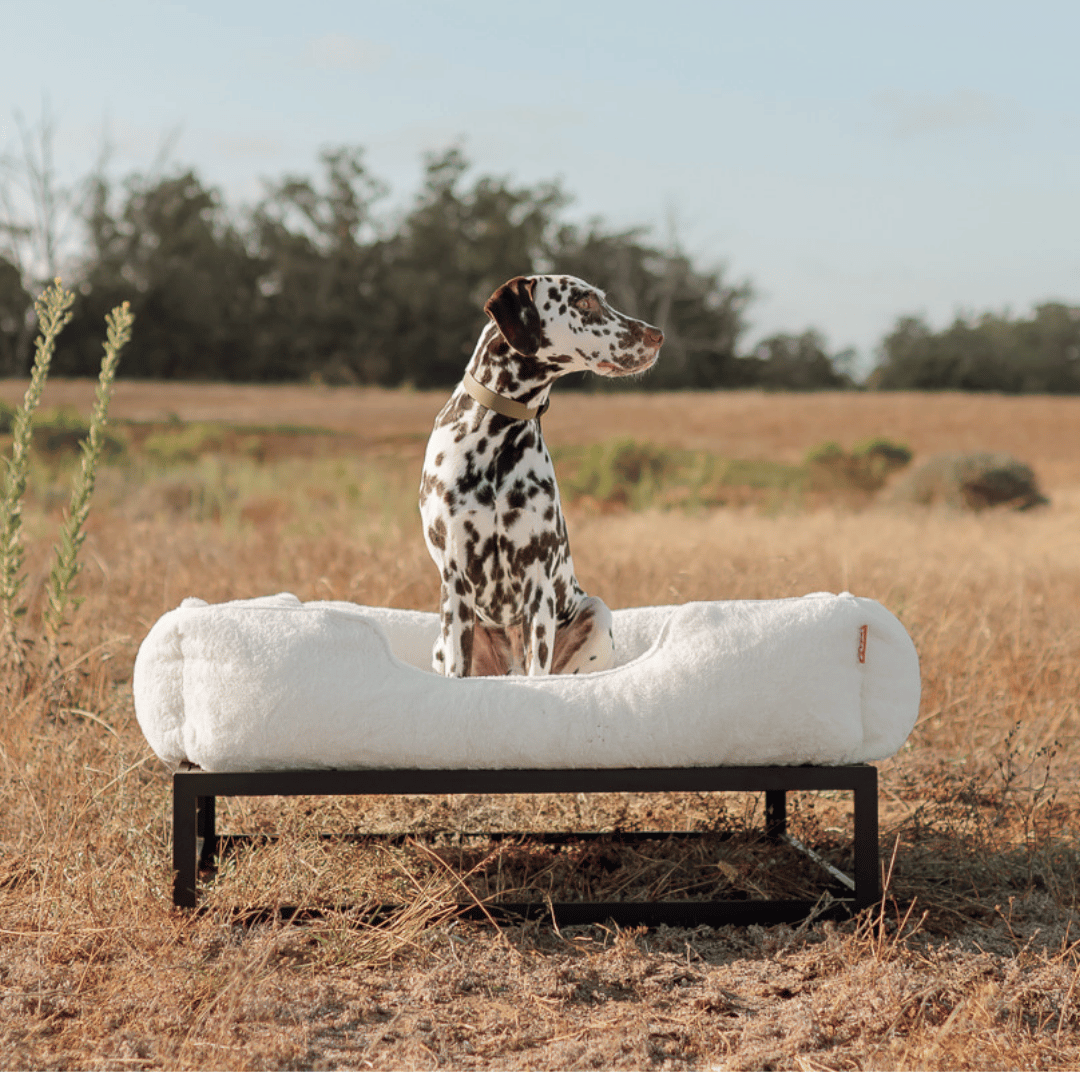 FÜZI Elevated Dog Bed – Luxury Bolster Top & Chew-Proof Metal Platform