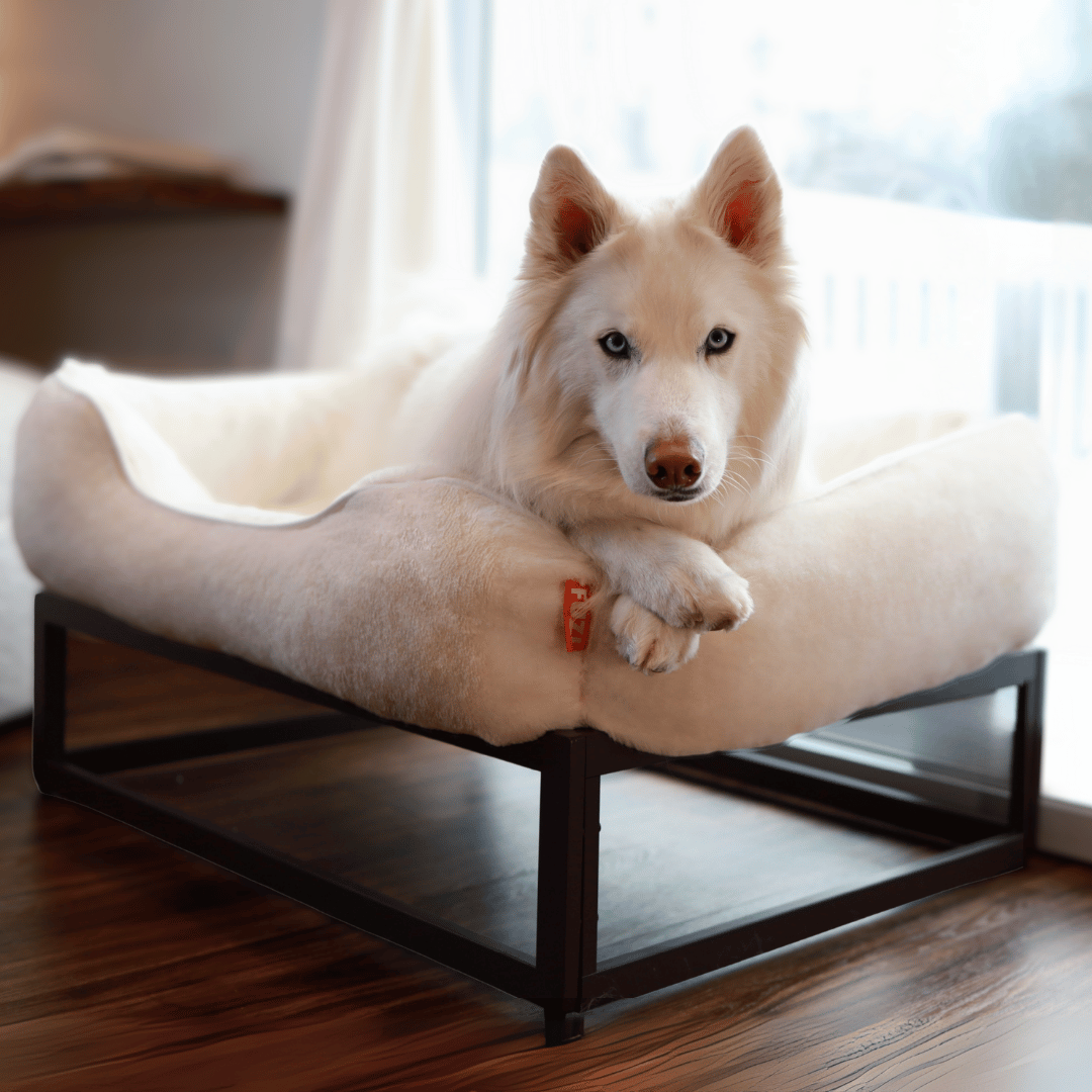 FÜZI Elevated Dog Bed – Soft White Bolster & Dark Brown Metal Base