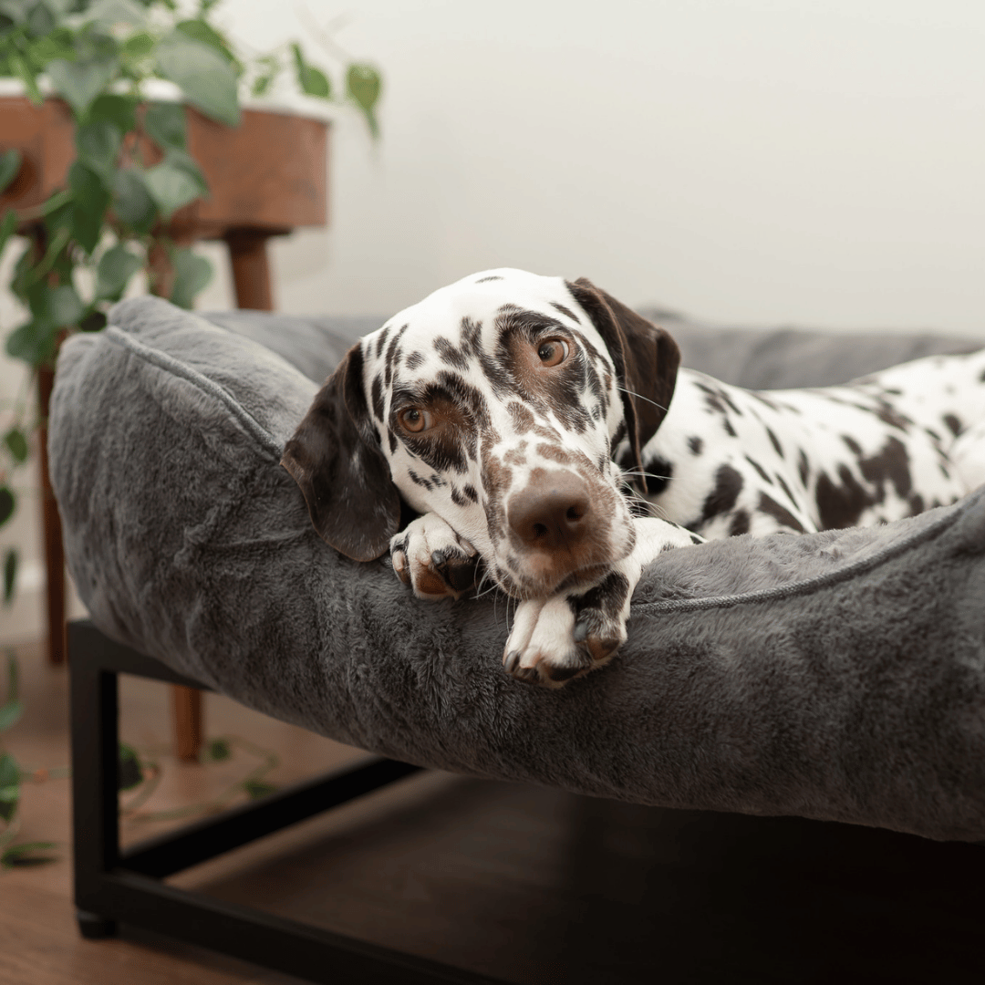 FÜZI Elevated Dog Bed – Dark Grey Bolster & Black Metal Base