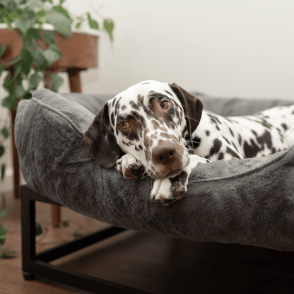 FÜZI Elevated Dog Bed – Dark Grey Bolster & Black Metal Base
