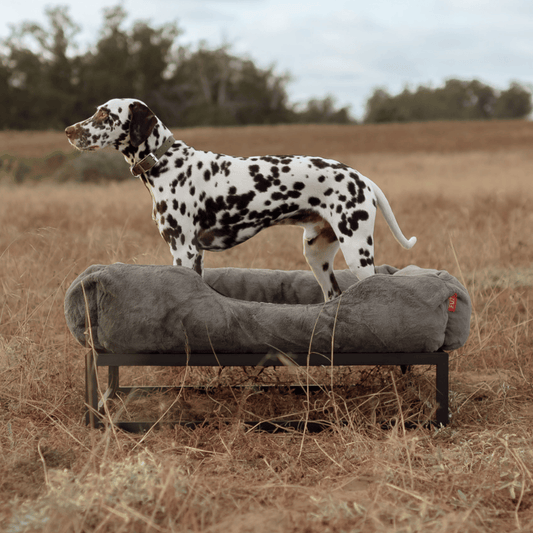 FÜZI Elevated Dog Bed – Dark Grey Bolster & Black Metal Base