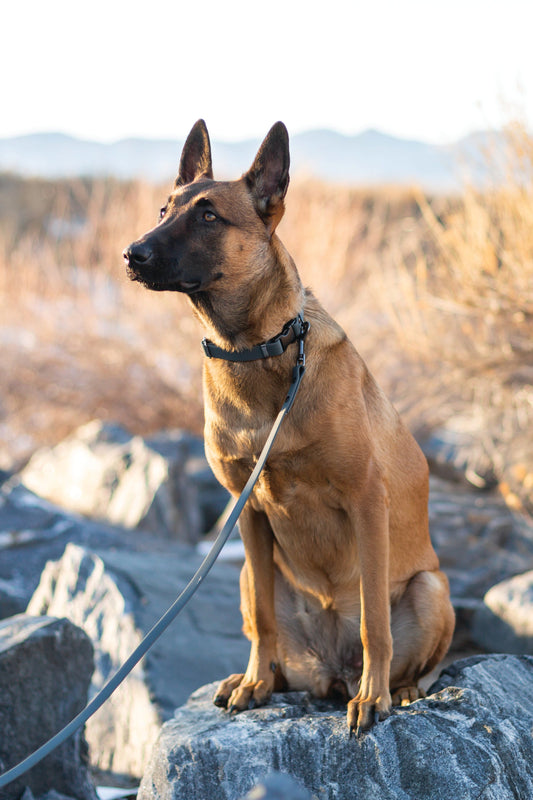 Euro-Dog Waterproof Charcoal PVC Dog Collar – Super Soft Design with YKK Buckle and European Steel Hardware, Made in USA