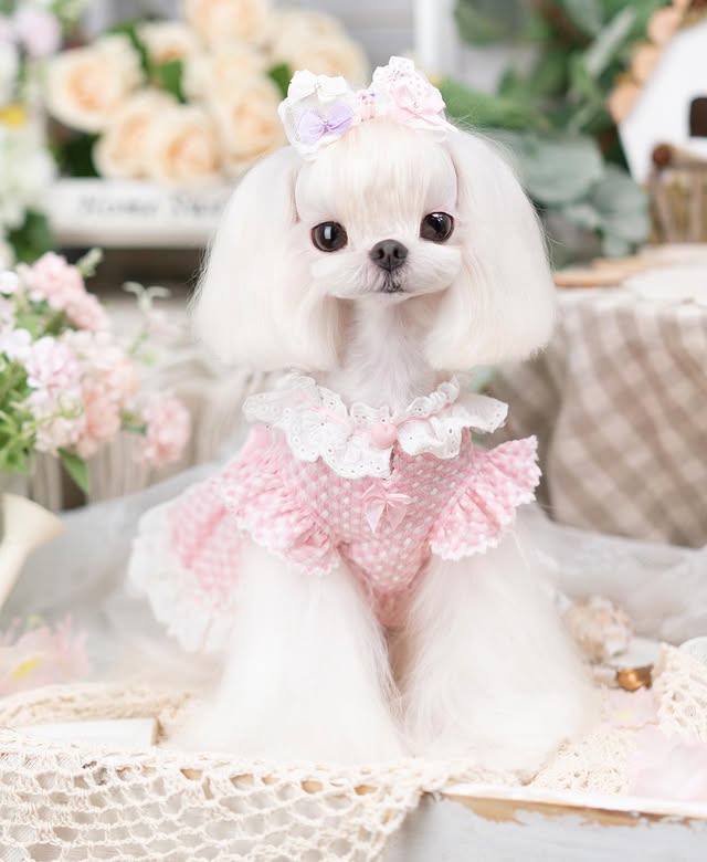 Luxury design dog Lacy Princess Puff Dress