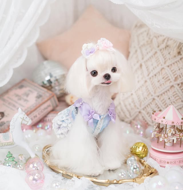 Luxury design Royal Frost Ruffle Dog Dress