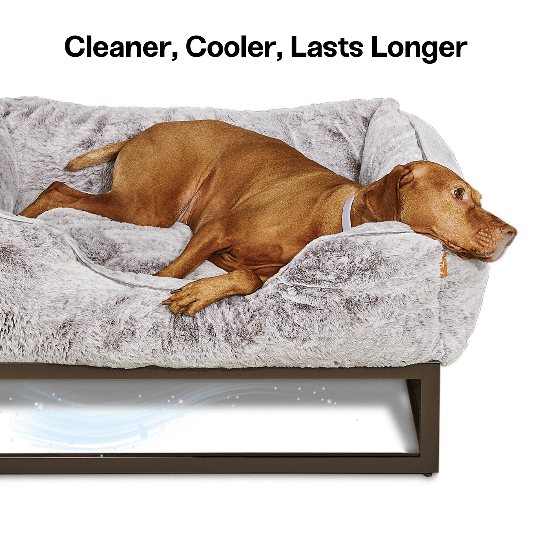 FÜZI Elevated Dog Bed – Luxury Bolster Top & Chew-Proof Metal Platform