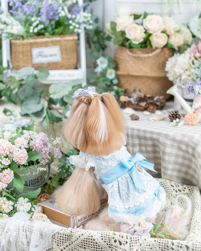 Luxury design dog dress vintage lace