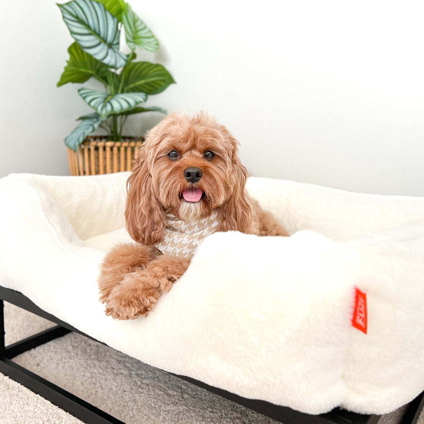FÜZI Elevated Dog Bed – Luxury Bolster Top & Chew-Proof Metal Platform
