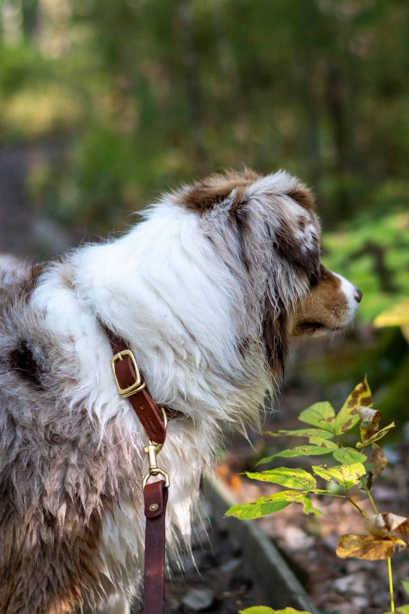 Full Leather Dog Collar – Premium Horween & Wickett & Craig Leather (Handmade USA)