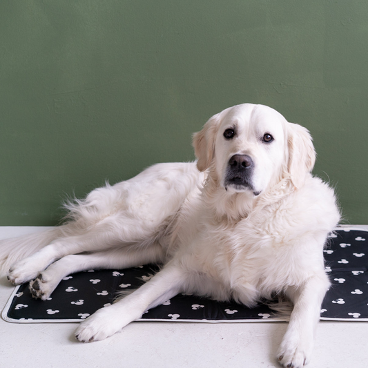 Disney Mickey & Minnie Cool Pet Pad – XL Size, Pressure-Activated Cooling Mat for Pets, Non-Toxic & No Electricity Required