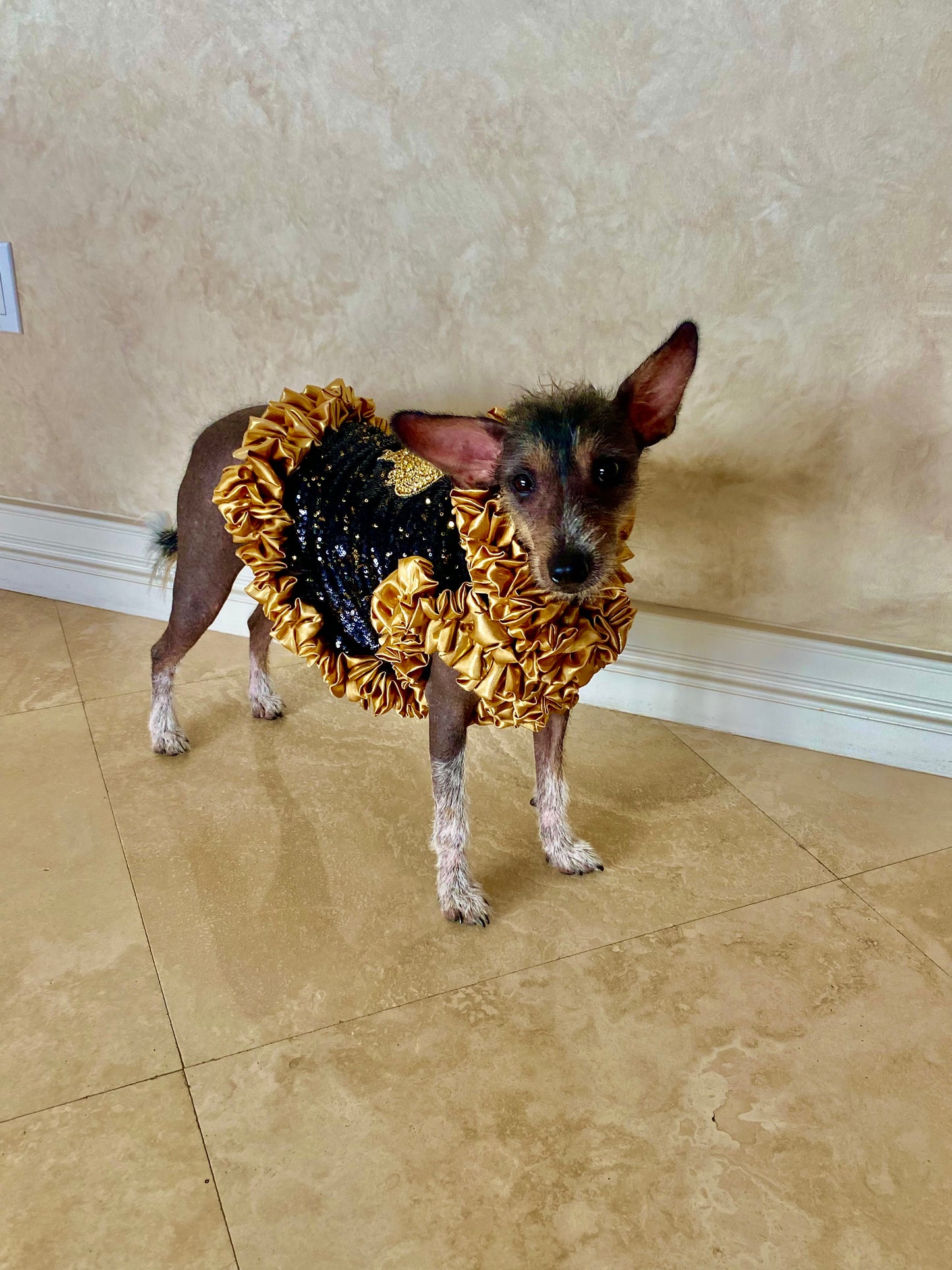 C’Mimi Designer Couture “Cleopatra” Dog Party Dress – Handmade Black & Gold Sequin Dress with Satin Ruffles and Bejeweled Appliqué (XS–3XL | Custom Sizes Available)