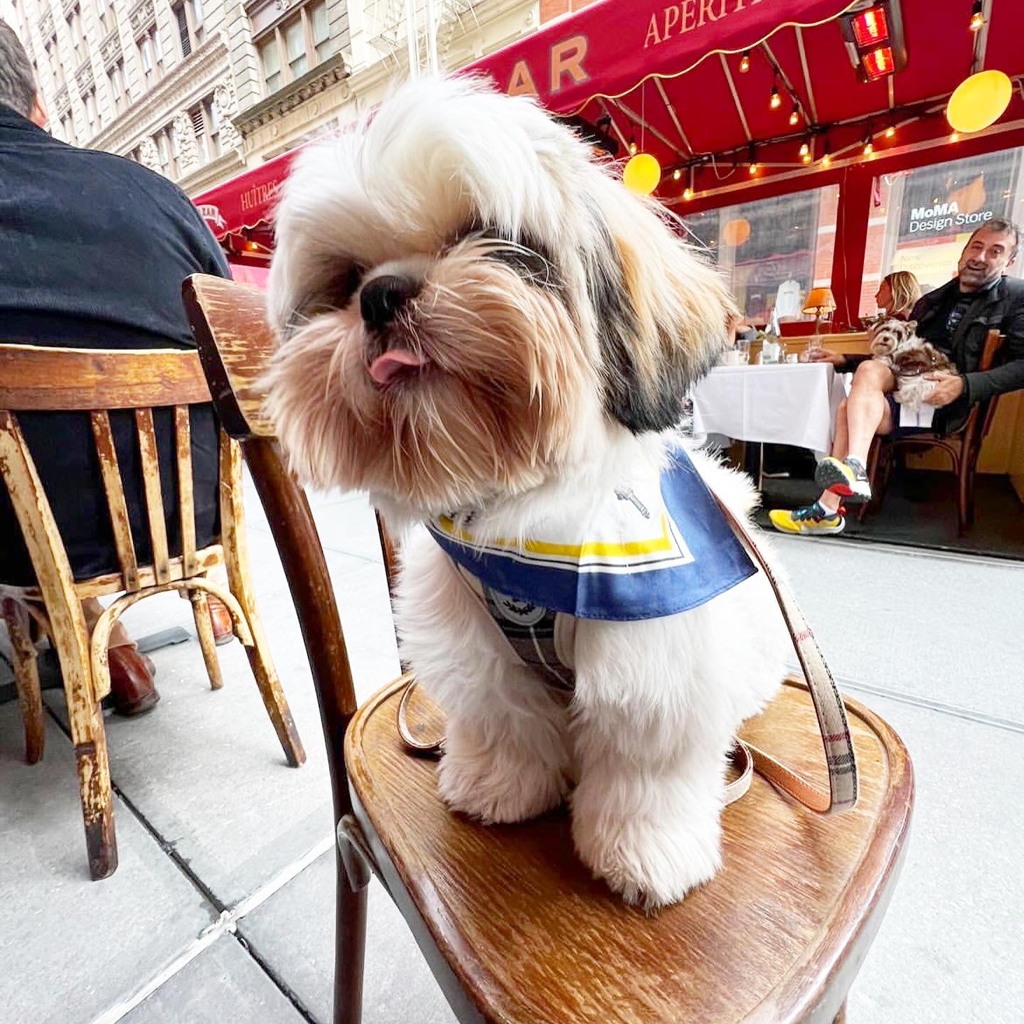 Erin 100% Silk Twill Dog Scarf & Bandana | Luxury Designer Silk Pet Accessory