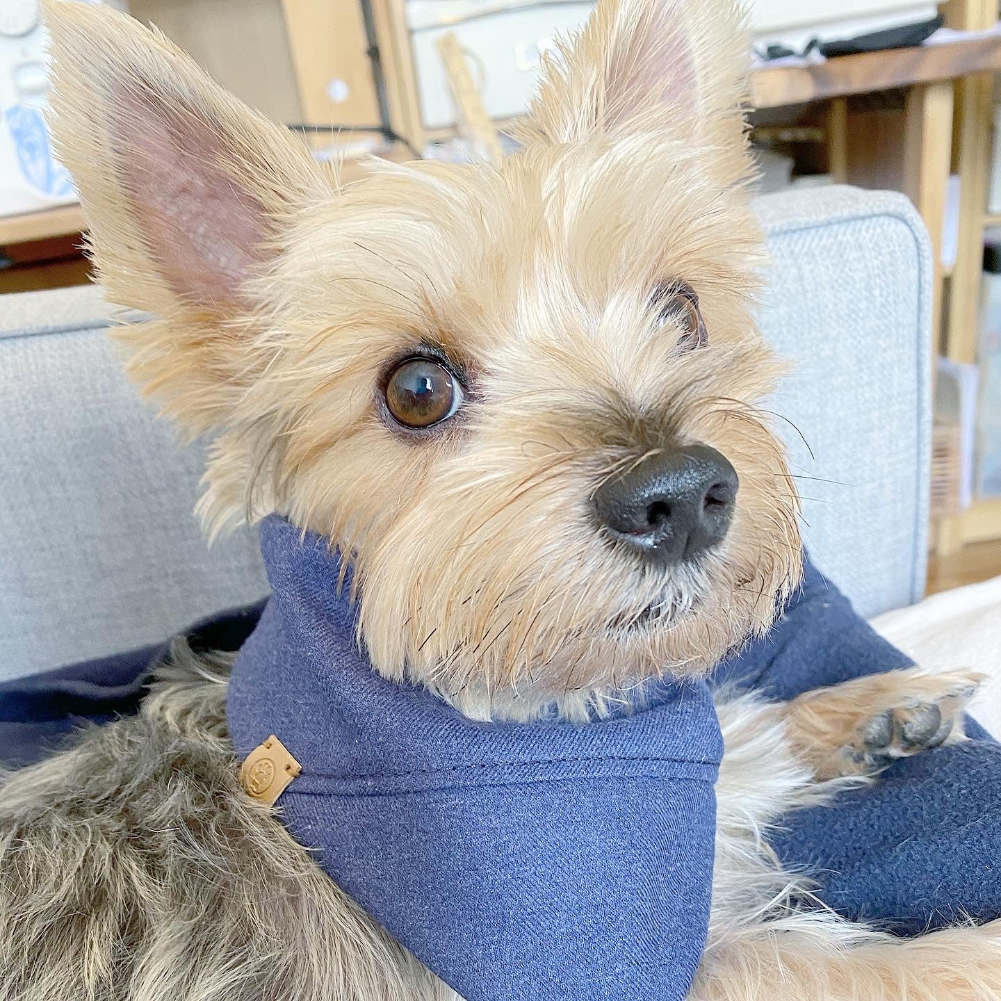 Aiden Reversible Pet Bandana – Premium Cotton Double-Sided Dog & Cat Accessory (XS–L)