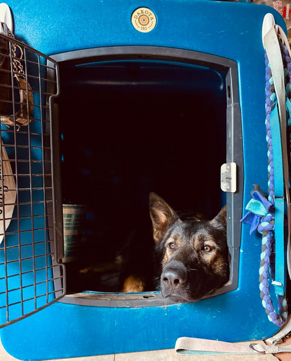 Dakota 283 G3 Dog Kennel – X-Large Blue, Framed Door with Keyed Latch, Ventilated & Stackable Crate, 38.5" x 25.5" x 29.5"