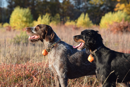 Upland Series Leather-Backed Dog Collar