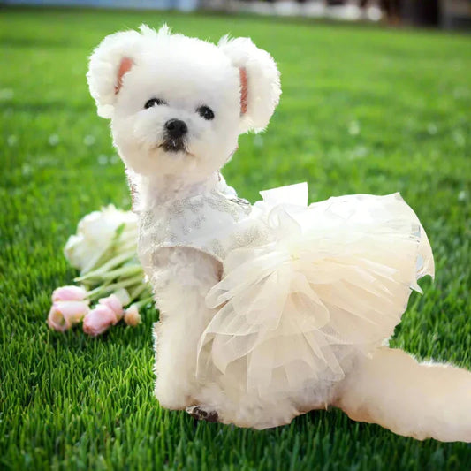 Fancy Bridal Dog Tutu Party Dress – Off-White Lace & Tulle Wedding Gown with Gold Embroidery, Satin Bow & Pearl Accent for Small to Medium Dogs (XS–XL)