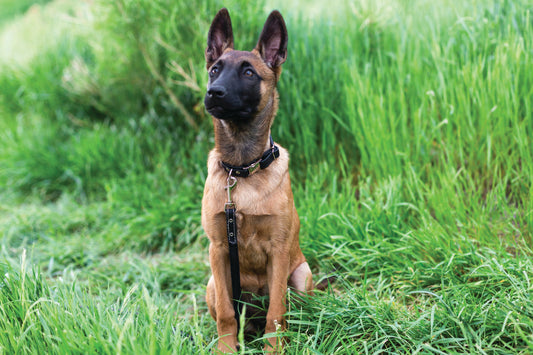 Rolled Style Quick-Release Dog Collar – Light Brown Full-Grain American Leather with European Steel Hardware