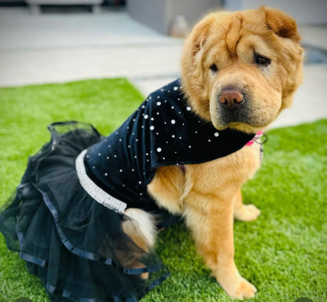 Bling Black Dog Party Dress – Elegant Lace & Pearl Tulle Dress for Small Dogs | Posh Dog Life