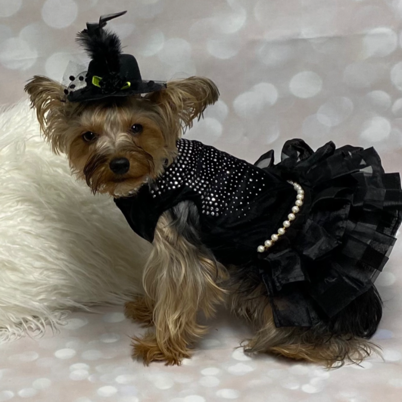Bling Black Dog Party Dress – Elegant Lace & Pearl Tulle Dress for Small Dogs | Posh Dog Life