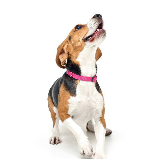 City Dog Collar “Park Ave Pink” – Luxury Dogistry Fabric with Soft Neoprene Padding, Adjustable Fit in 3 Sizes