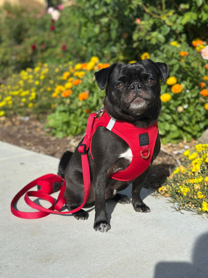 Dogistry City Adjustable-Length Hands-Free Dog Leash – Iconic Red with 2–5 ft Range, Dual Width Options, and Award-Winning Comfort Design