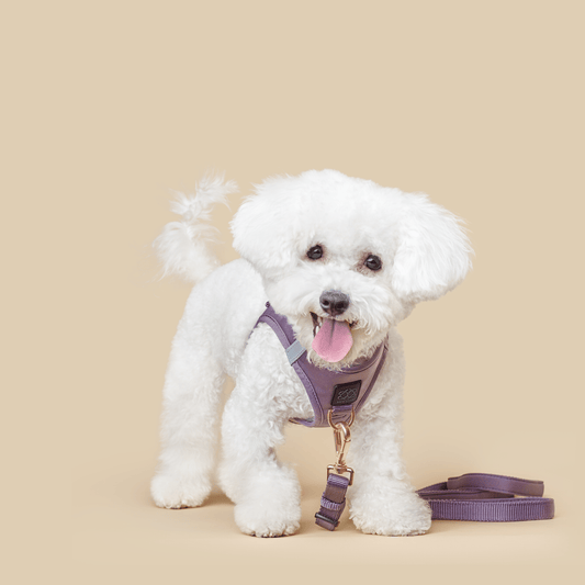 Dogistry City Adjustable-Length Hands-Free Dog Leash – Lilac Gray with 2–5 ft Range, Dual Width Options, and Award-Winning Comfort Design